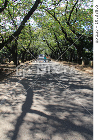 谷中 谷中 10538865