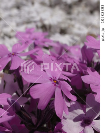 芝桜イメージ（１２） 10538893