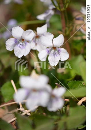 オトメスミレ 10538938