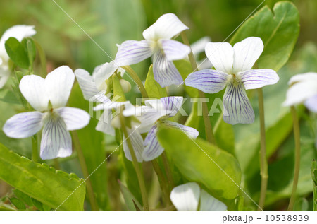 アリアケスミレ 10538939