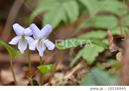 ナガバノスミレサイシン 10538940