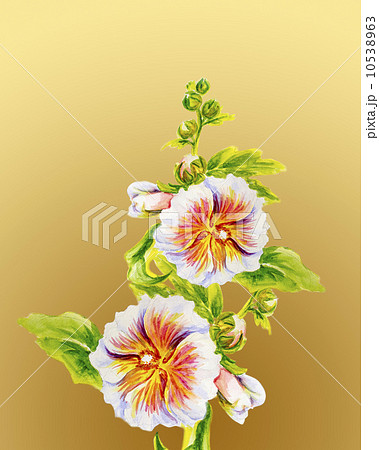 Hollyhock flowers. Watercolor painting. 10538963