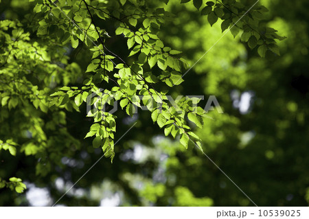 爽やかな新緑イメージ素材 10539025