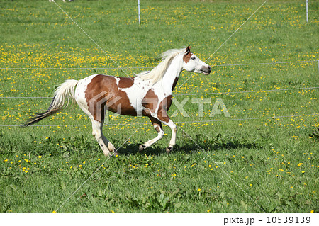 Gorgeous paint horse mare running on pasturage Gorgeous paint horse mare running on pasturage 10539139