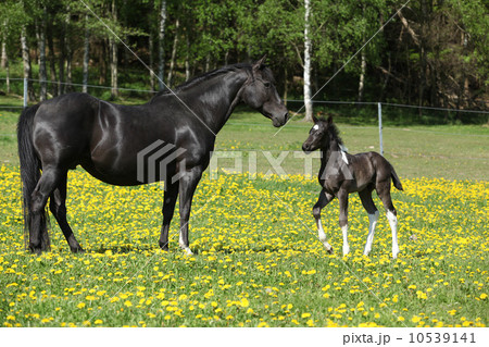 Beautiful mare with little foal on spring pasturage 10539141