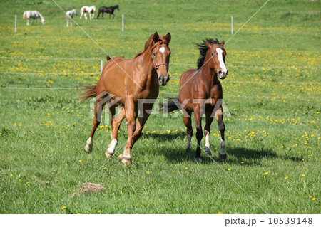 Batch of beautiful horses running on pasturage 10539148