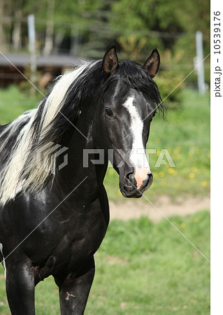 Amazing paint horse stallion looking at you 10539176