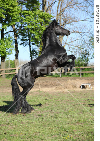 Gorgeous black stallion prancing 10539188
