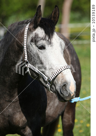 Gorgeous horse with nice halter 10539189