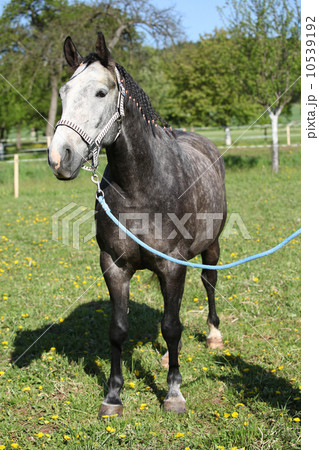 Gorgeous horse with nice halter 10539192