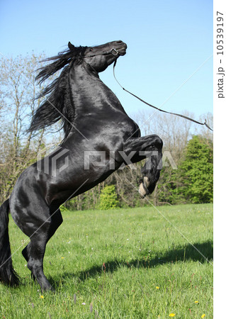 Gorgeous black stallion prancing 10539197