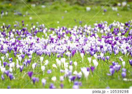 一面に咲いたクロッカス 白と紫色の写真素材