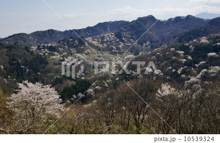 桜仙峡からの陸郷山桜 桜仙峡からの陸郷山桜 10539324