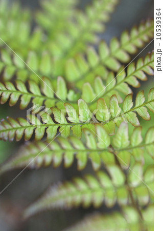 シダ植物 10539364