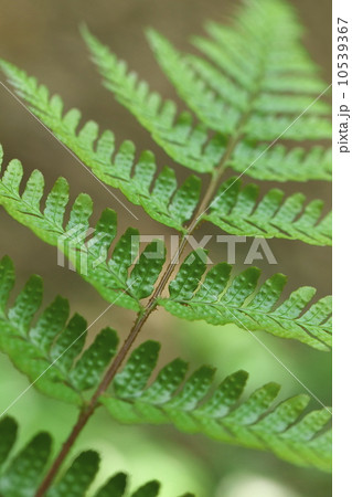 シダ植物 10539367