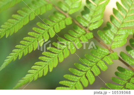 シダ植物 10539368