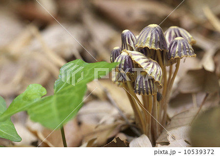 スジオチバタケ スジオチバタケ 10539372