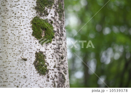 イイギリ 10539378