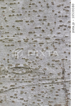 イイギリ 10539380