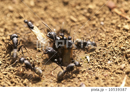 クロオオアリ 10539387