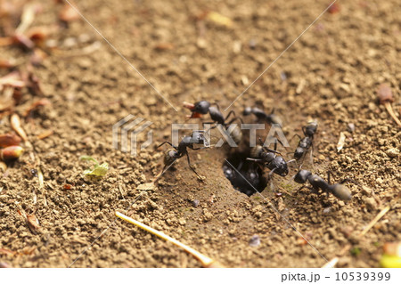 クロオオアリ 10539399