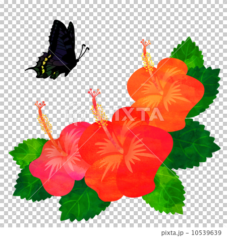 ハイビスカスと蝶のイラスト素材 [10539639] - PIXTA
