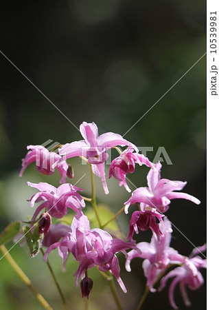 トキワイカリソウ 10539981