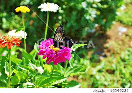 夏の花・八重咲きの優雅な百日草の花にクロアゲハ・横位置 夏の花・八重咲きの優雅な百日草の花にクロアゲハ・横位置 10540285