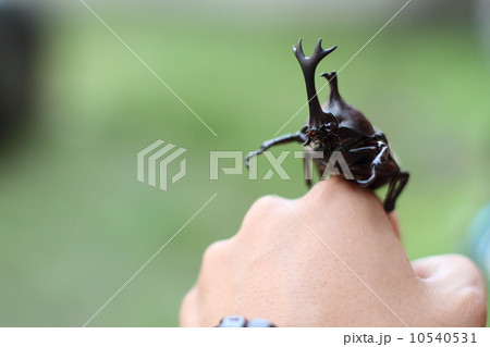 手に乗ったカブトムシ 10540531