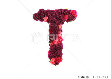 Aster flowers letter T, isolated on white Aster flowers letter T, isolated on white 10540653