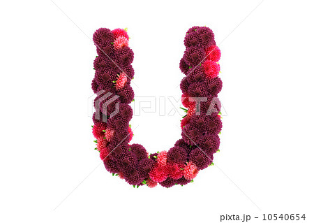 Aster flowers letter U, isolated on white Aster flowers letter U, isolated on white 10540654