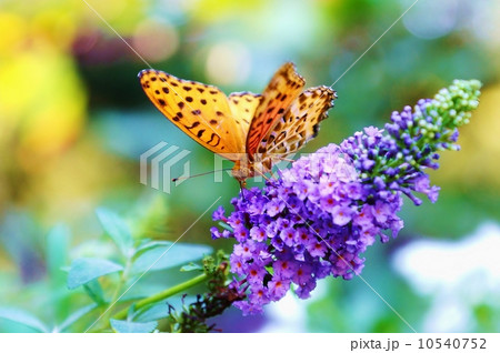 花と昆虫・フサフジウツギの花房にツマグロヒョウモンの雄・横位置 10540752