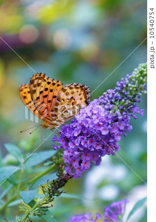 花と昆虫花と昆虫・フサフジウツギの花房にツマグロヒョウモンの雄・縦位置 10540754