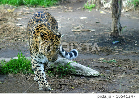 Amur Leopard Amur Leopard 10541247