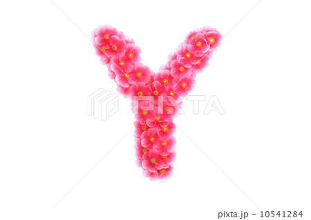 Pink violets letter Y Pink violets letter Y 10541284