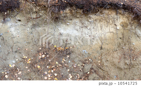 Earthen grunge wall in autumnal forest 10541725