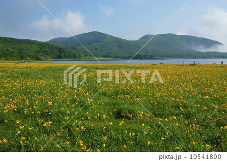 雄国沼のニッコウキスゲ風景 雄国沼のニッコウキスゲ風景 10541800