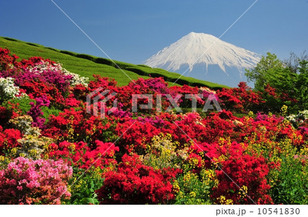 ツツジと富士山 ツツジと富士山 10541830