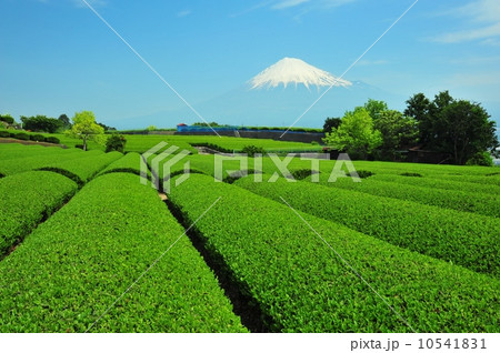茶畑と富士山、 茶畑と富士山、 10541831