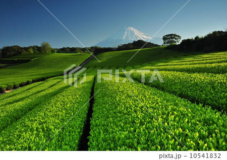 茶畑と富士山 10541832