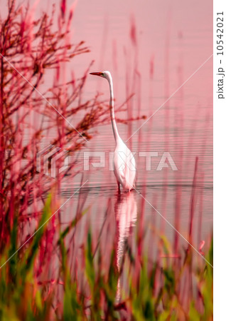 Great Egret (Ardea alba egretta) Great Egret (Ardea alba egretta) 10542021
