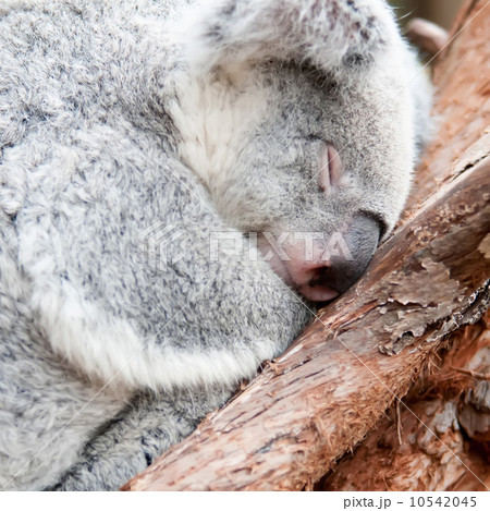 adorable koala bear taking a nap sleeping on a tree adorable koala bear taking a nap sleeping on a tree 10542045