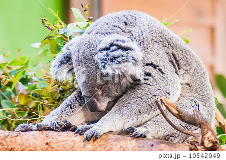 adorable koala bear taking a nap sleeping on a tree 10542049