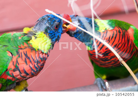 Rainbow Lorikeet parrot Trichoglossus haematodus 10542055