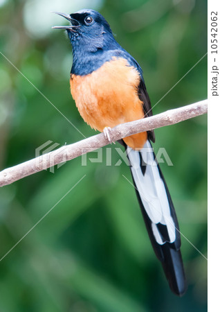 White-Rumped Shama(Copsychus malabaricus) in the nature 10542062