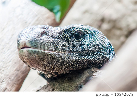 dragon lizzard portrait closeup 10542078