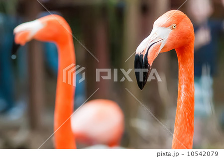 pink flamingo at a zoo in spring 10542079
