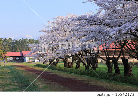 小岩井農場の桜並木 10542173
