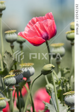 アヘンの原料植物「ケシ」@東京都薬用植物園 アヘンの原料植物「ケシ」@東京都薬用植物園 10542192