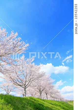満開の桜と青空 10542203